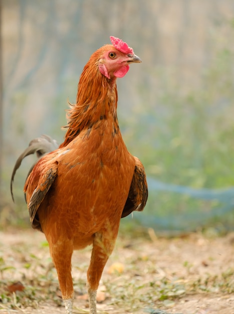 Toma la mitad del pollo macho.