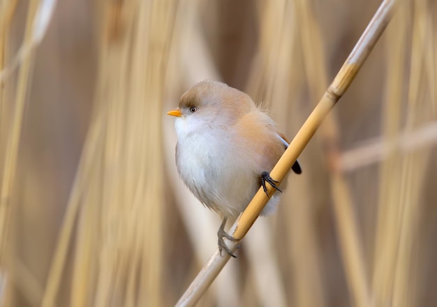 Toma de primer plano de una hembra de juncos barbudos (Panurus biarmicus) sentada en una rama de caña delgada. El pájaro parece una pelota por el frío.