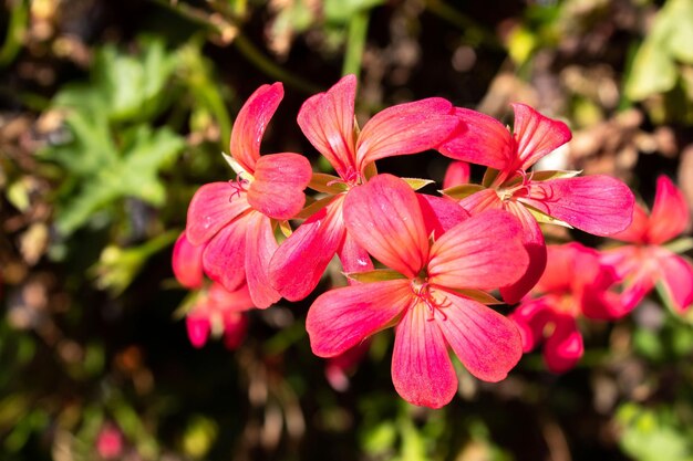 Toma de primer plano de una hermosa flor.