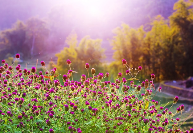 Toma de primer plano de las hermosas flores. Adecuado para fondo floral.