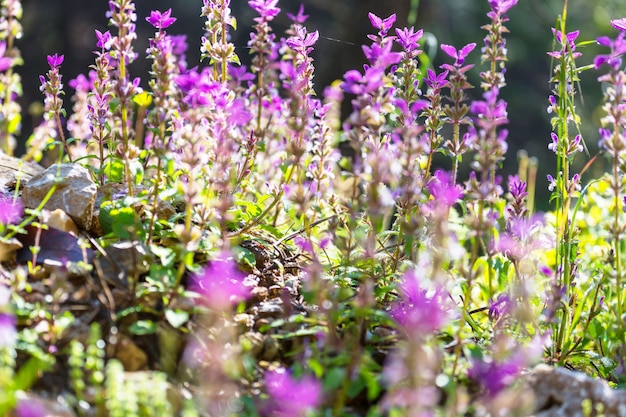 Toma de primer plano de las hermosas flores. Adecuado para fondo floral.