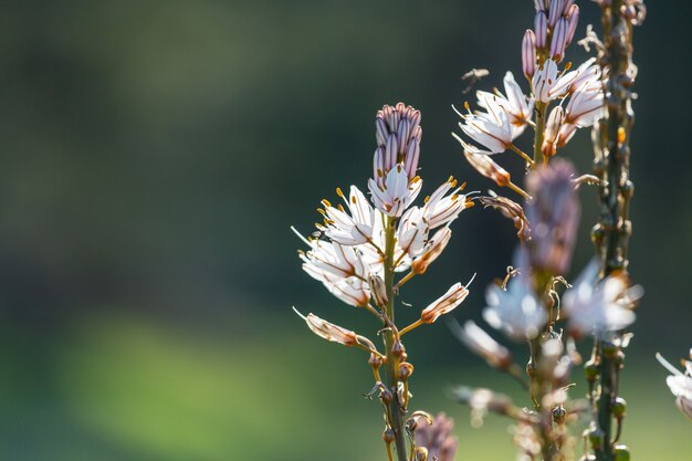 Toma de primer plano de las hermosas flores. Adecuado para fondo floral.