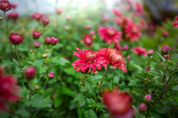 Toma de primer plano de las hermosas flores. Adecuado para fondo floral.