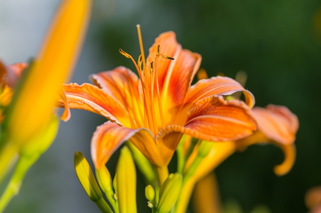 Toma de primer plano de las hermosas flores. Adecuado para fondo floral.