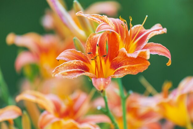 Toma de primer plano de las hermosas flores.