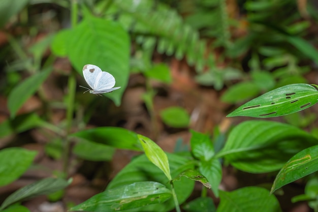 Toma un primer plano de una mariposa volando