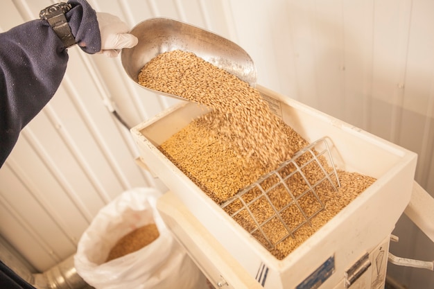 Toma recortada de cervecero irreconocible vertiendo semillas de cebada en el molino de grano en la fábrica de cerveza