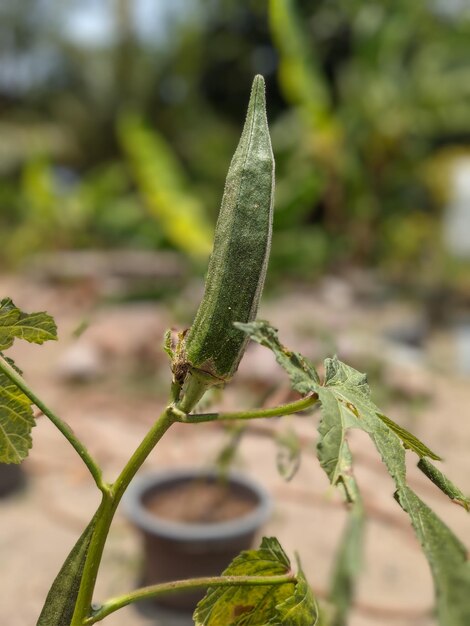 Toma de retrato de la planta de verduras de okra verde