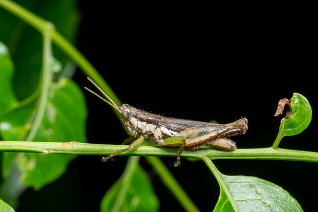 Toma un saltamontes de cerca