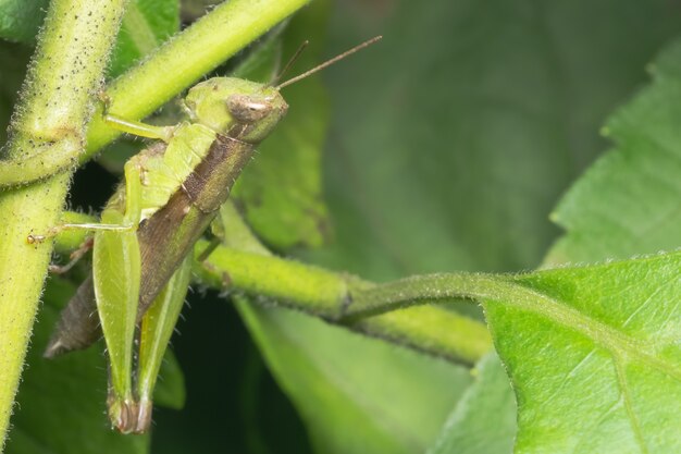 Toma un saltamontes de cerca