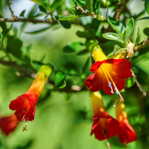 Toma selectiva de flores rojas y amarillas de Cantua buxifolia bajo la luz del sol