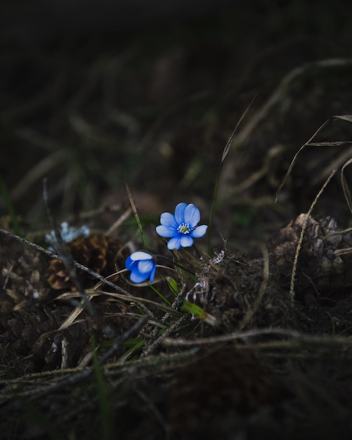 Toma selectiva de flores violetas brillantes de hepática común, hepática en un campo