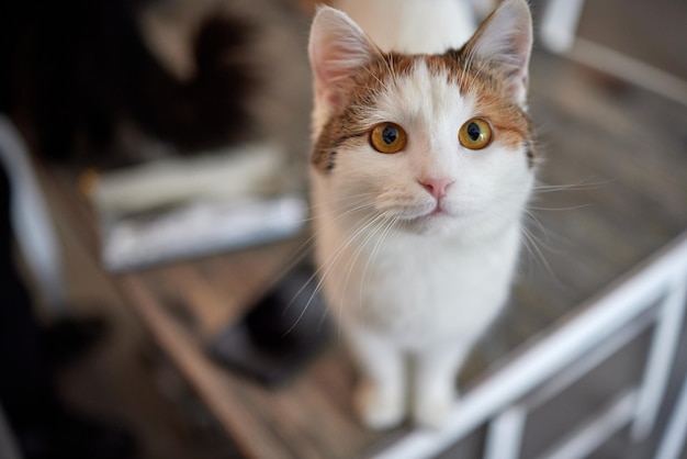 Una toma selectiva de un lindo gato de Anatolia en un criadero.