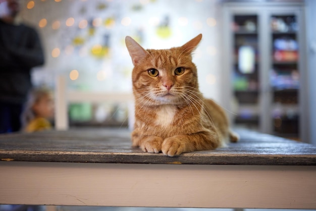 Una toma selectiva de un lindo gato de Anatolia en un criadero.