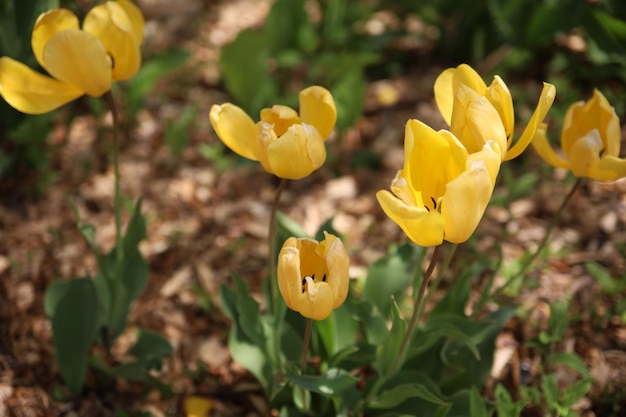 Toma selectiva de tulipanes amarillos en el parque de Topeka, Kansas