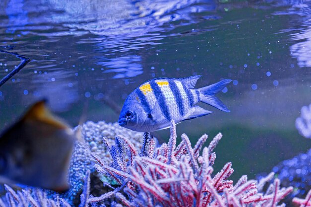 Toma submarina de peces Abudefduf saxatilis