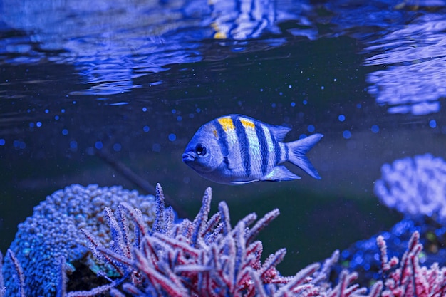 Toma submarina de peces Abudefduf saxatilis