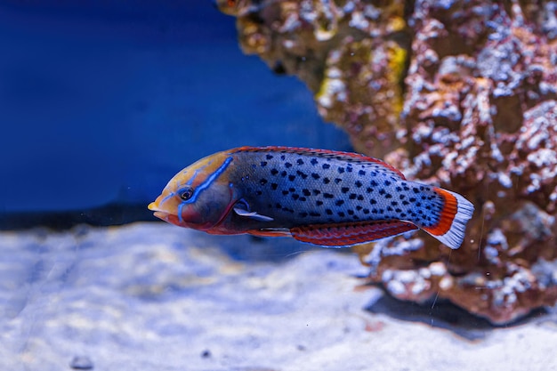 Toma submarina de peces Coris aygula