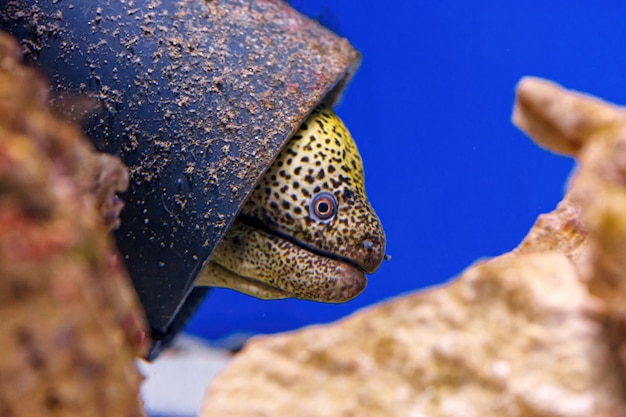 Foto toma submarina de peces gymnothorax favagineus