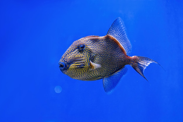 Toma submarina de peces Pseudobalistes fuscus