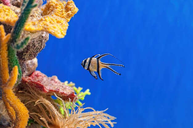 Toma submarina de peces Pterapogon kauderni