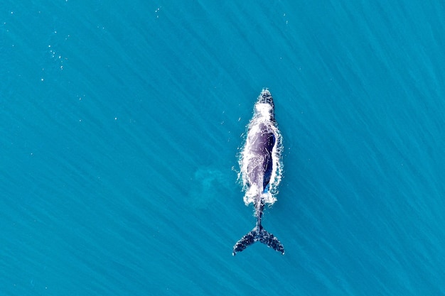 Toma superior de la ballena jorobada en el agua