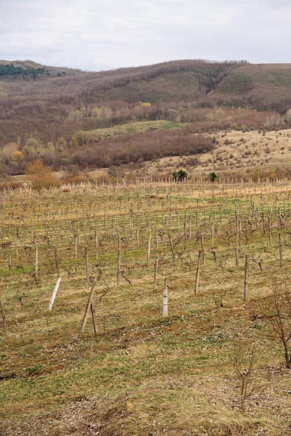 Toma vertical al aire libre de un prado de vid vacío en primavera en un día nublado