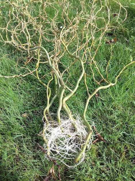 Foto tomada completa del árbol en el campo