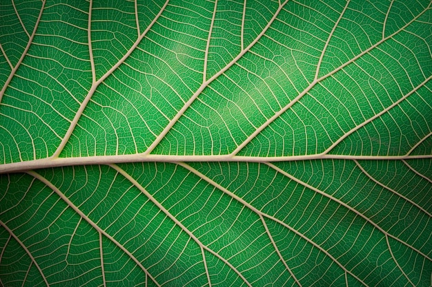 Tomada completa de la hoja verde