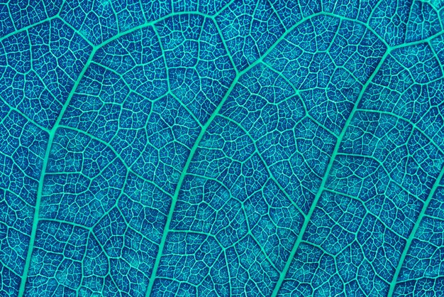 Tomada completa de la hoja verde