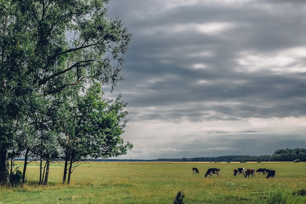 Tomada horizontal de un campo de hierba verde con vacas pastando allí bajo un cielo nublado