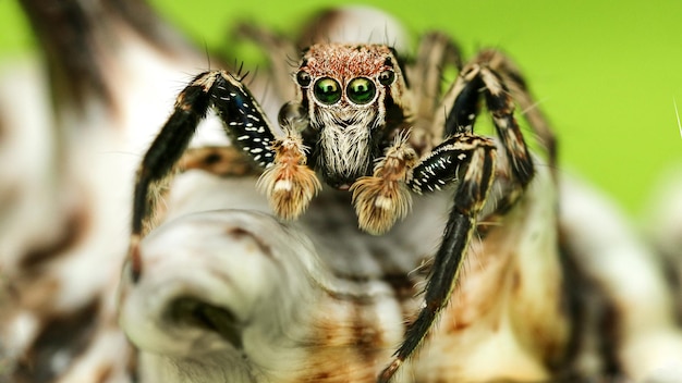 Tomada macro de una araña saltando en madera