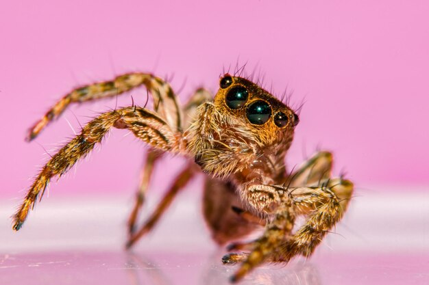 Tomada macro de la araña