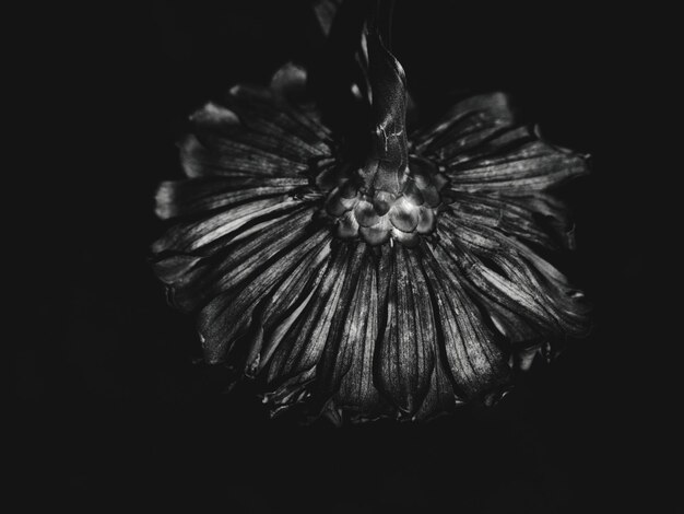 Foto tomada macro de una flor fresca contra un fondo negro