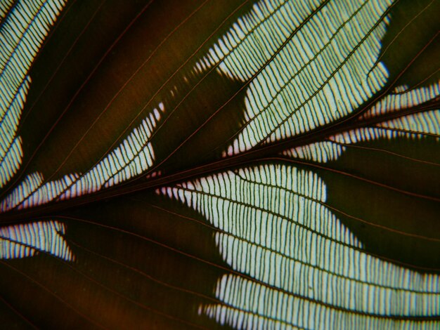 Tomada macro de hoja verde