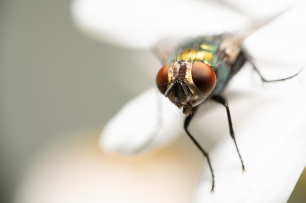 Foto tomada macro de la mosca