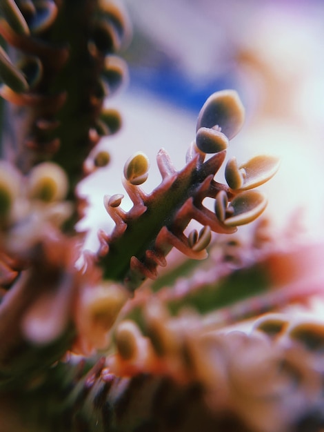 Foto tomada macro de las plantas