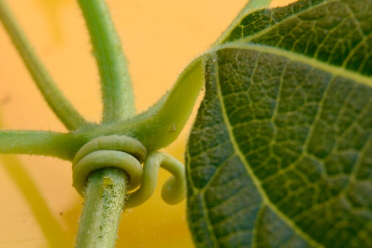 Foto tomada macro de una ramita contra la pared