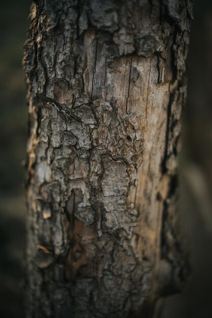 Tomada vertical de un delgado tronco de árbol