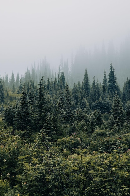 Tomada vertical del hermoso bosque con árboles de coníferas verdes cubiertos de niebla.