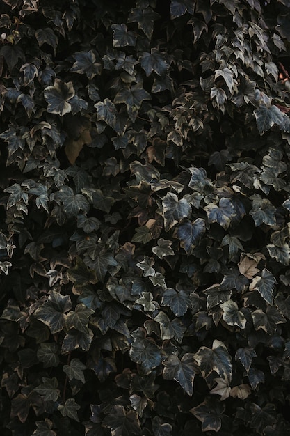Tomada vertical de hojas de hiedra de hoja perenne en forma de corazón