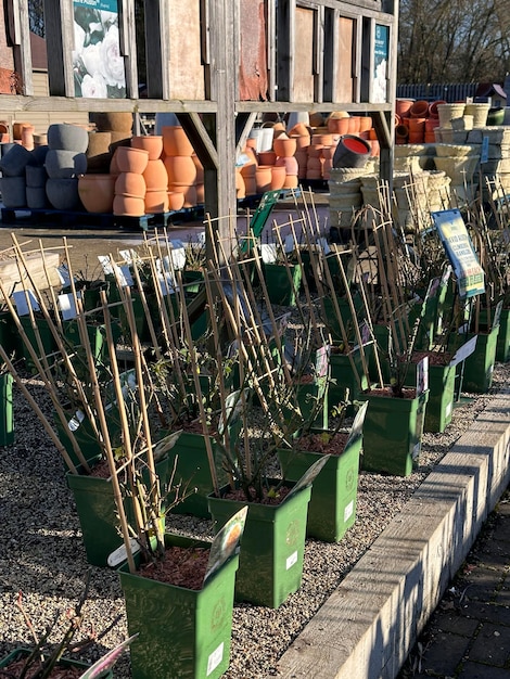 Foto tomada vertical recortada de rosas en ollas de plantas al sol en el centro del jardín