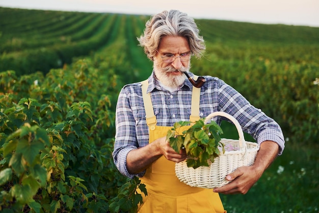 Tomando bagas e fumando em uniforme amarelo Homem elegante sênior com cabelos grisalhos e barba no campo agrícola com colheita