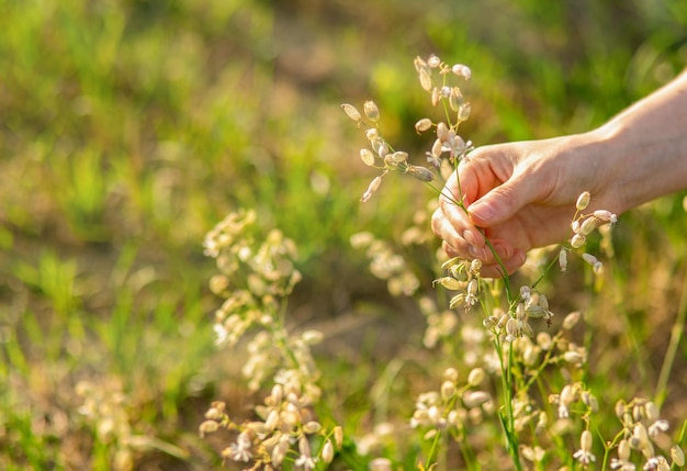 Tomando la mano recogiendo plantas de campo de flores de hierbas