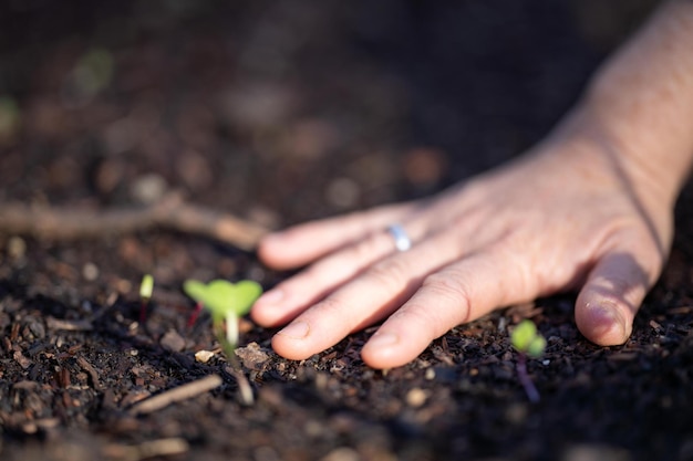 Tomar una muestra de suelo para una prueba de suelo en un campo Pruebas de secuestro de carbono y salud de las plantas