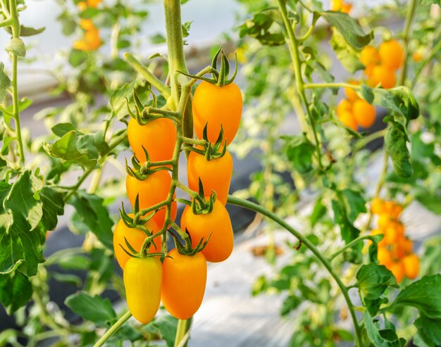 Tomate amarelo verde que cresce na videira