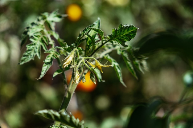 Un tomate amarillo florece en un día claro