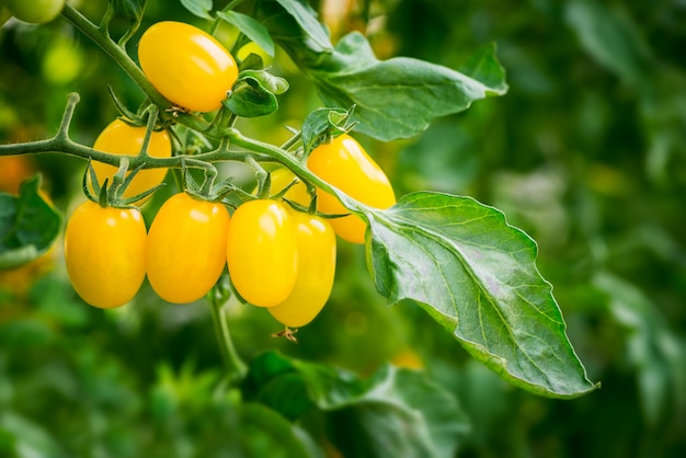 Tomate amarillo fresco