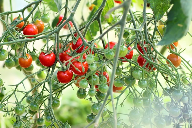 Tomate auf Zweigernte