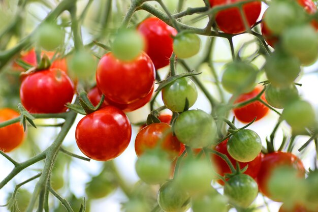 Tomate auf Zweigernte